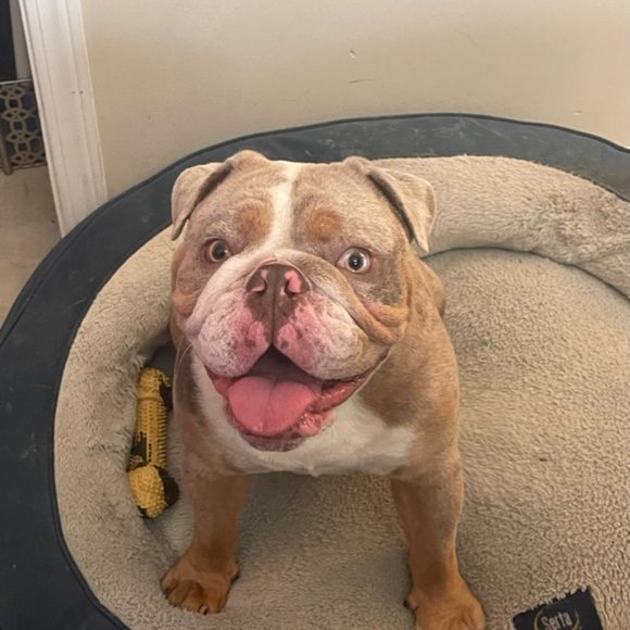 Mother of Bulldogs - Picture 7 of 8